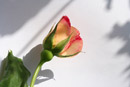 Naturfotografie, Rose