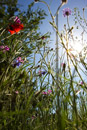 Naturfotografie, Feldblümen