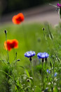 Naturfotografie, Feldblümen, Kornblume
