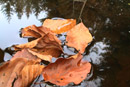 Naturfotografie, Herbst