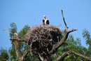 Naturfotografie, Storch, Nest