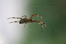 Naturfotografie, Spinne