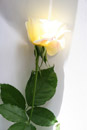 Nature Photography, Rose