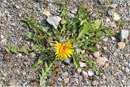 Nature Photography, Dandelion