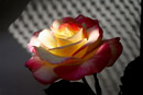 Nature Photography, Rose