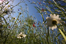 Nature Photography, Wildflowers