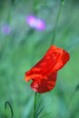 Nature Photography, Poppy