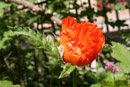 Nature Photography, Poppy
