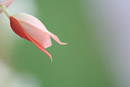 Nature Photography