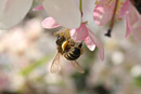 Nature Photography, Bee, Spring
