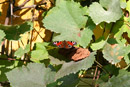 Nature Photography