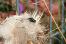 Nature Photography