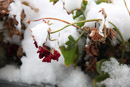 Nature Photography, Winter