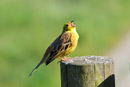 Nature Photography, Songbird, Bird