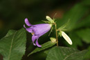 Nature Photography