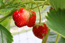 Nature Photography, Strawberry