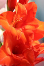 Nature Photography, Gladioli