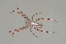 Nature Photography, Spider