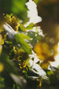 Nature Photography, Grapes, Burgenland